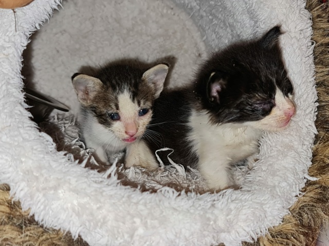 2 kittens Kitten28