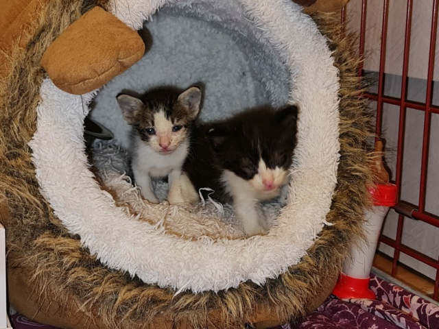 2 kittens Kitten29