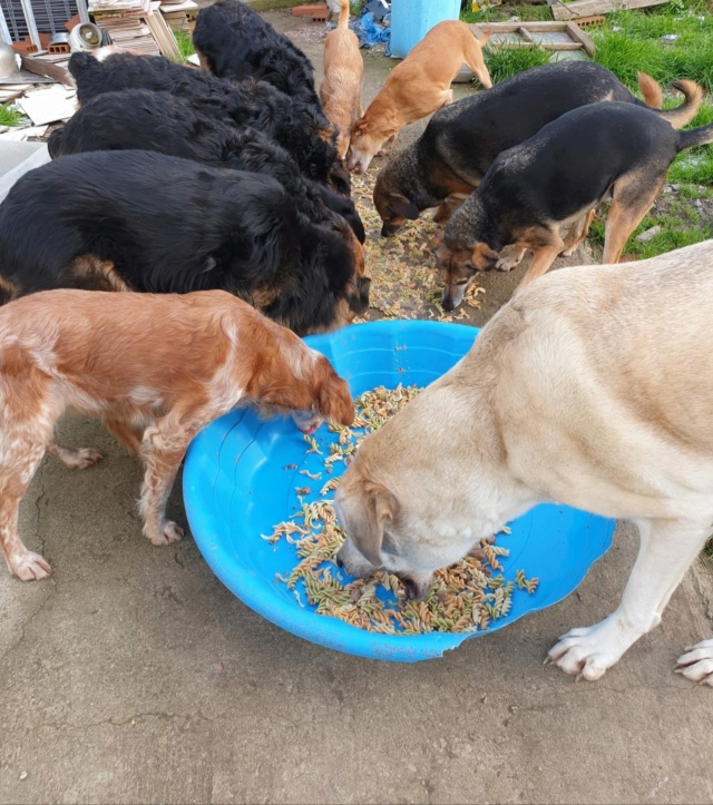 Feestmaaltijd voor de honden van Aurora Pastah10