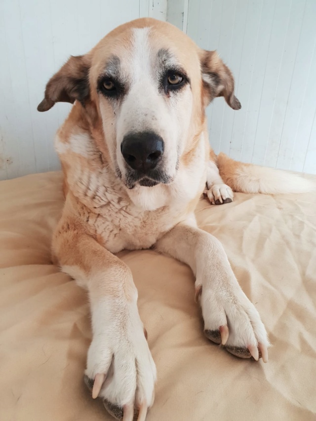 Canis Thor(Gedeeltelijke adoptie) Thor10