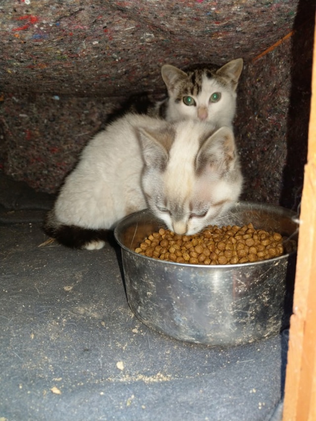 3 kittens achtergelaten in een veld Vfkatt15