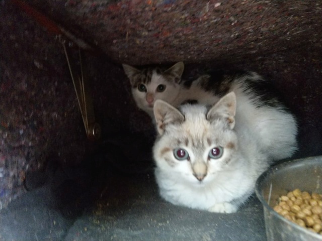 3 kittens achtergelaten in een veld Vfkatt16
