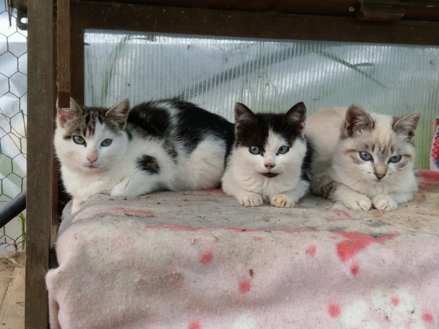 3 kittens achtergelaten in een veld Vfkatt17