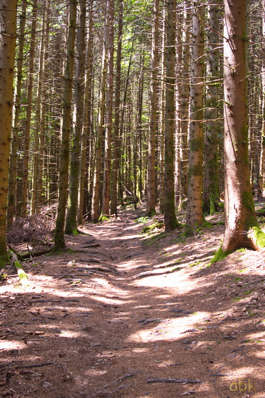 De la cascade du Hohwald au Champ du Feu Hohwal25