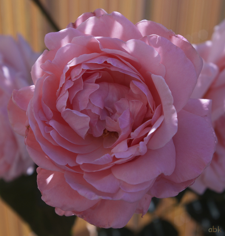 Fleurs Rose_210