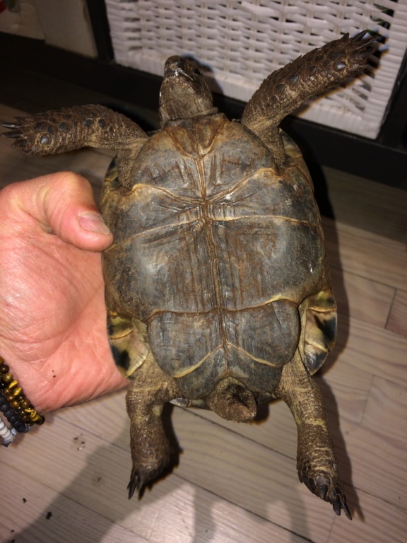 Identification de 2 tortues. 093aa010