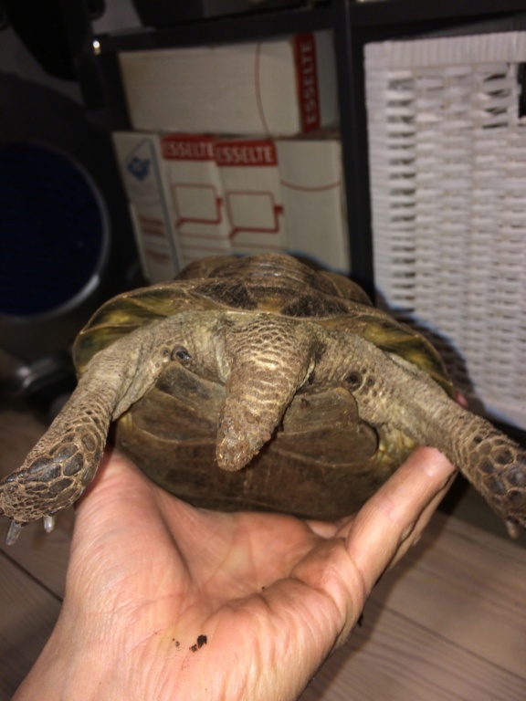 Identification de 2 tortues. 5580d110