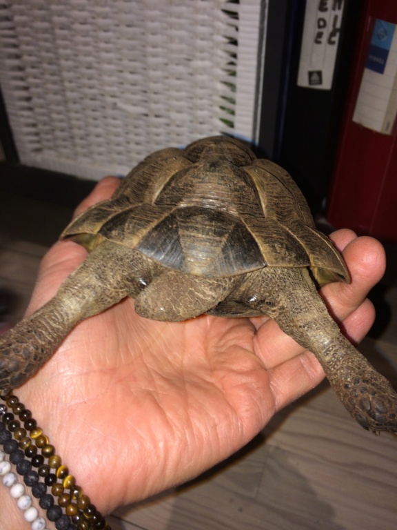 Identification de 2 tortues. 93aa9610