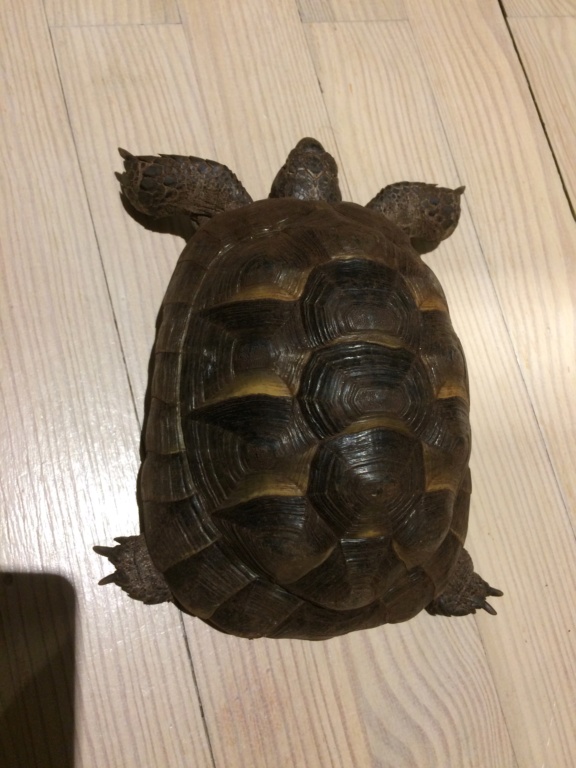 Identification de 2 tortues. D0e73010