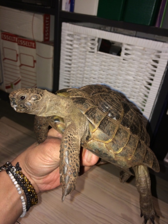 Identification de 2 tortues. D4e46910