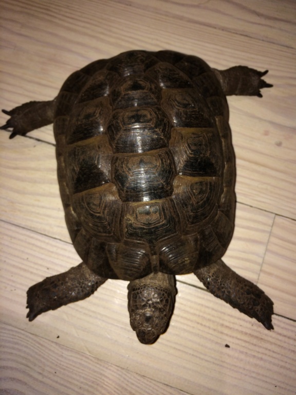 Identification de 2 tortues. D7fde310