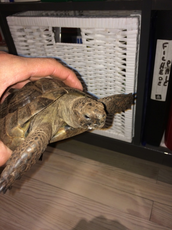 Identification de 2 tortues. E52d3110