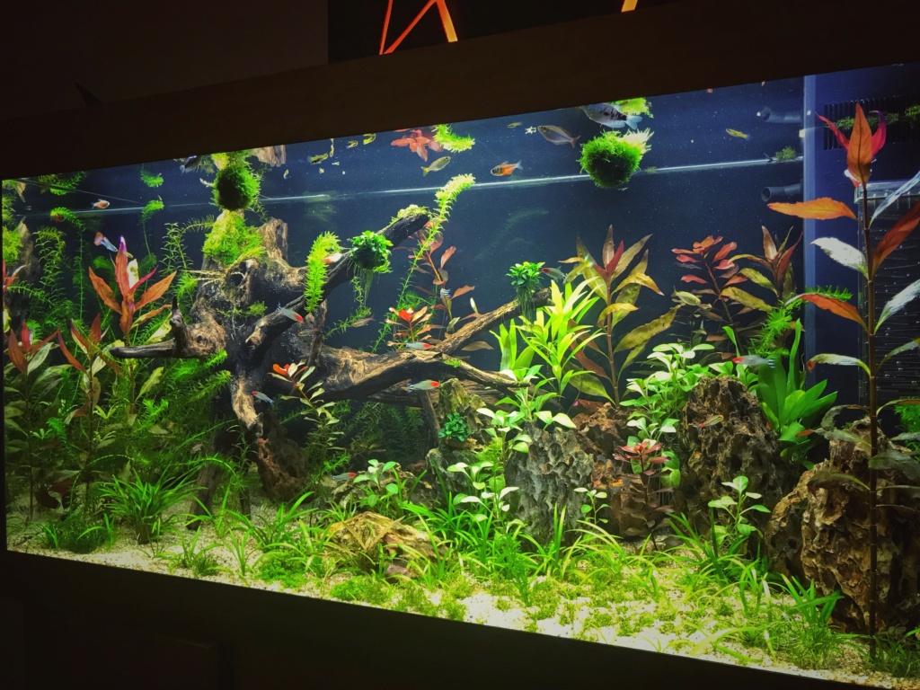 Aquarium en cour Aqua10