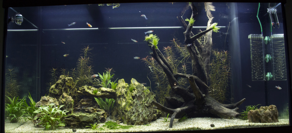 Aquarium en cour Aqua_211