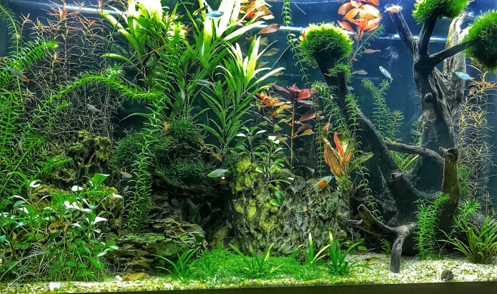 Aquarium en cour Aquaaa10