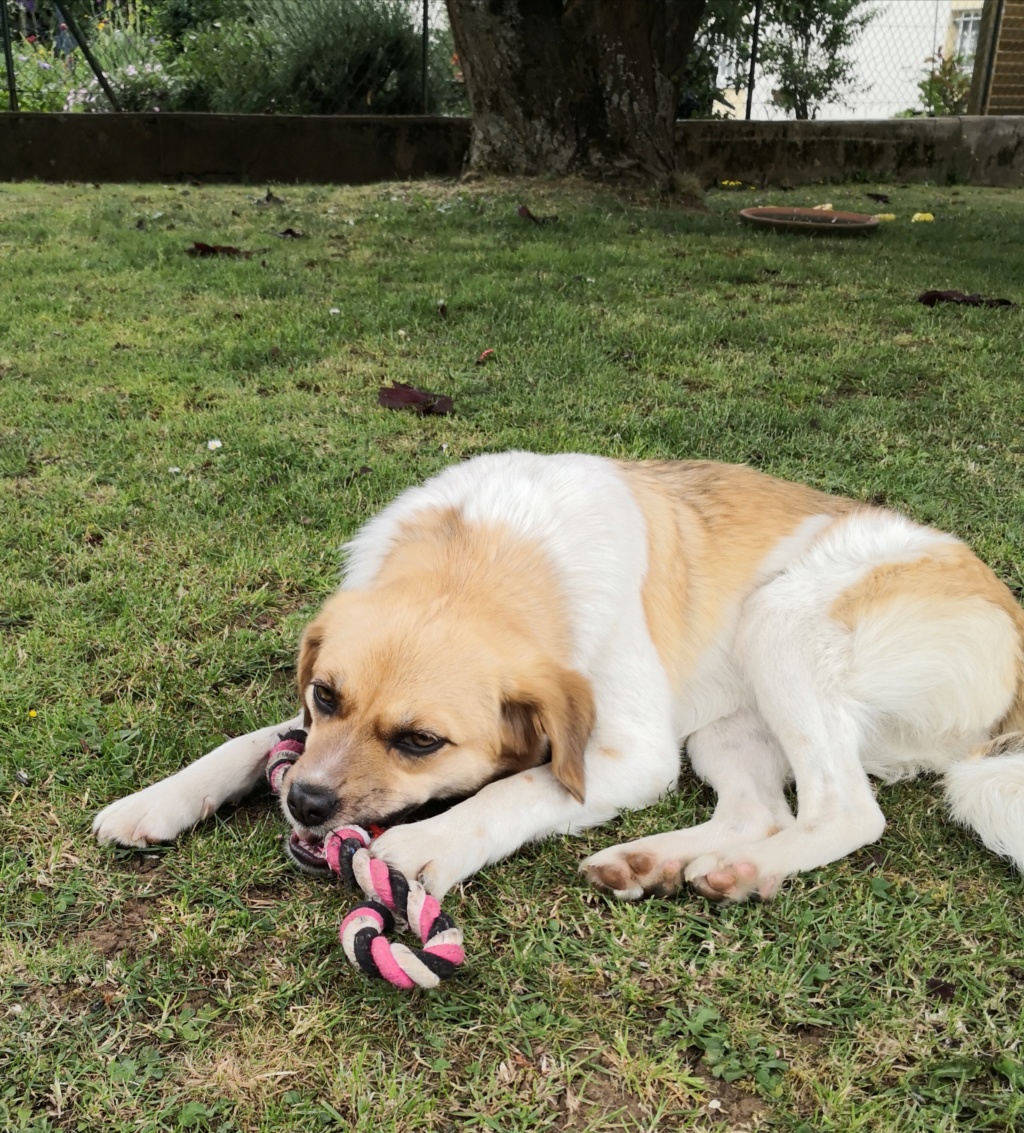 BELLA (ex BITA) - Chiot femelle - problème à la patte arrière, taille petite à l'âge adulte - Née environ mi juillet 2019 - adoptée par Jacqueline (54)  - Page 3 Img_2016