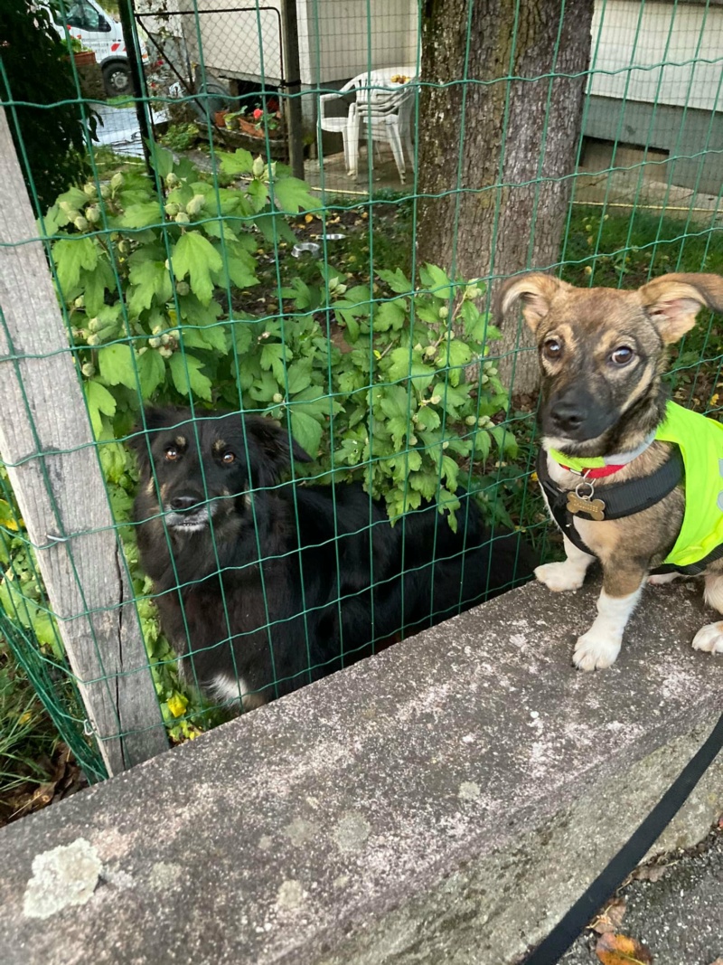 CALLIE (ex MISTIGRI) - chiot femelle , de taille petite à moyenne à l'âge adulte - née environ en avril 2021 - REMEMBER ME LAND - Adoptée par Léa (67)  Callie21