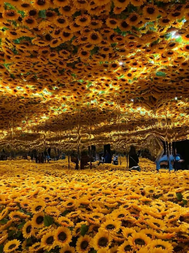 Sala de girasoles en la exposición de arte vivo The Van Gogh  Fb_img89