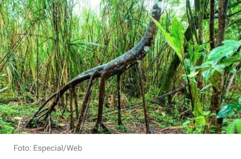 El árbol que camina por la selva: una de las plantas más inusuales. Scree246