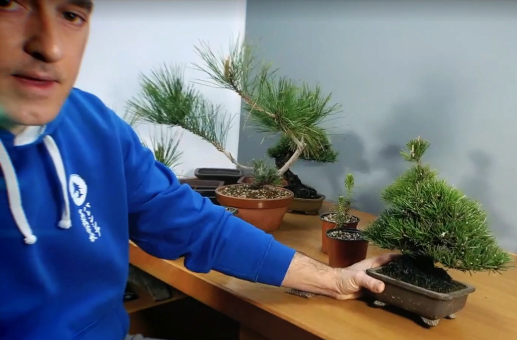 Pinus Thunbergii - Semilla - Primavera 2021 129
