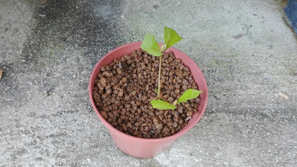 Callicarpa Japónica - NEAGARI - Esqueje - Primavera 2019 1_111