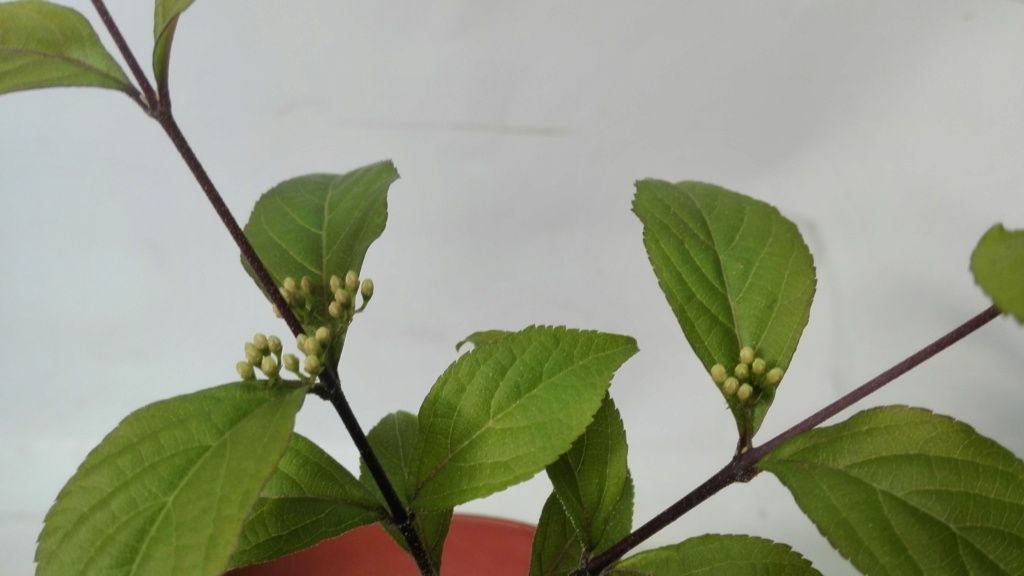 Callicarpa Japónica - NEAGARI - Esqueje - Primavera 2019 1_512