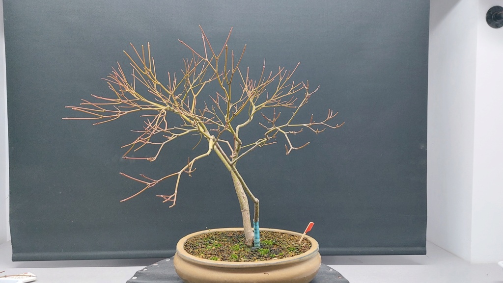 Acer Palmatum Dissectum - Regalado - Diciembre 2020 20211198