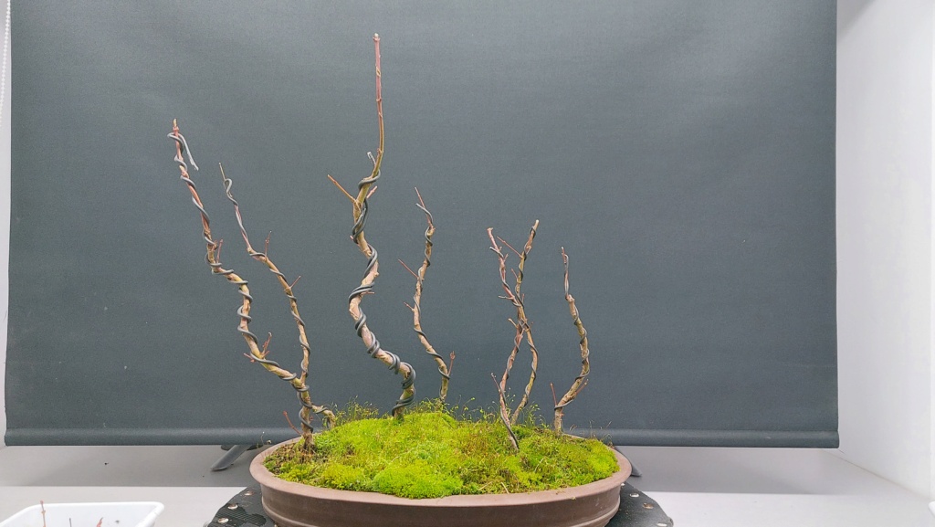 Acer Palmatum Arakawa - Semilla - SISHIKAN - Primavera 2020 20211353