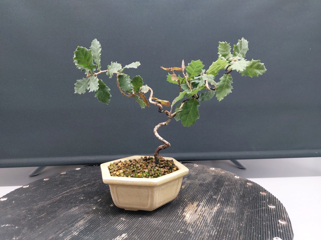 Roble - BUNJIN - Yamadori - Noviembre 2018 20211380