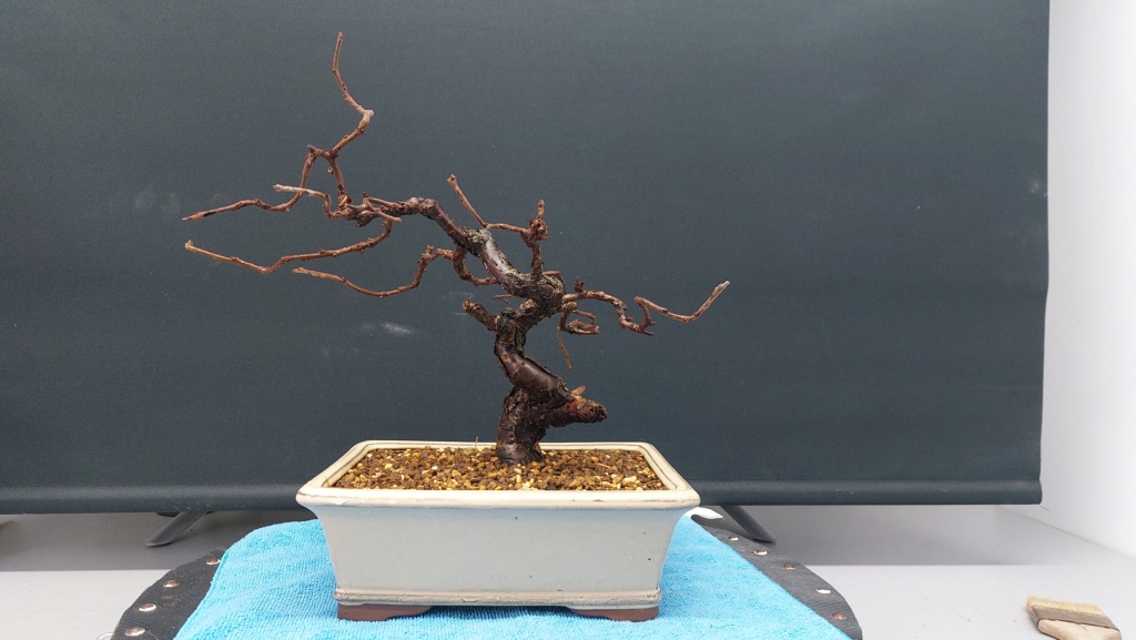 Prunus Tomentosa - Vivero - Enero 2020 20220163