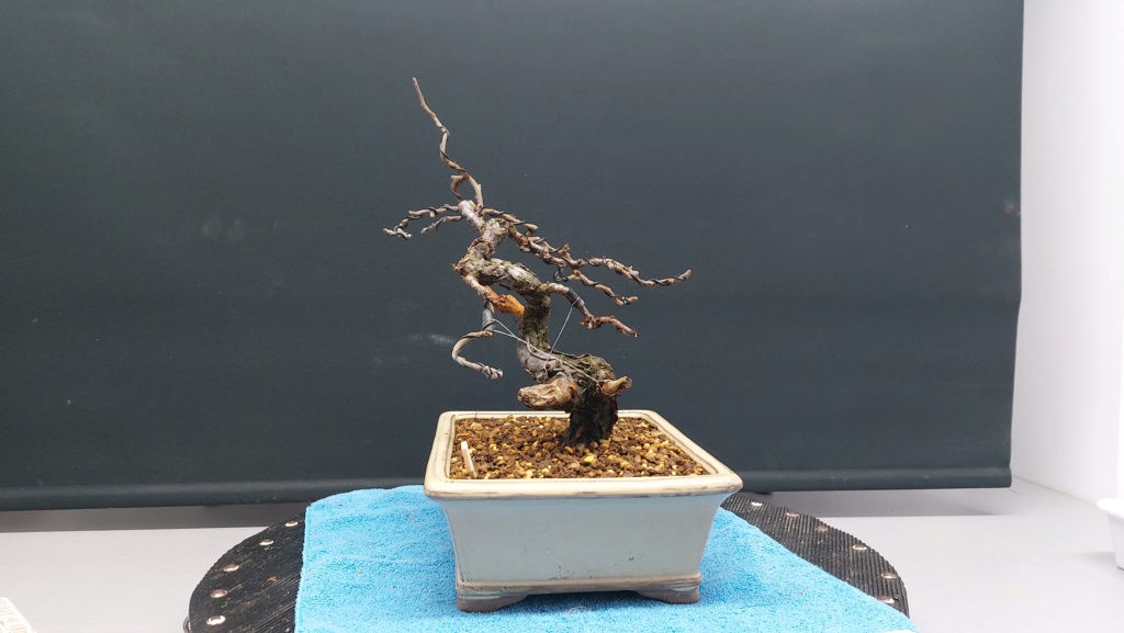 Prunus Tomentosa - Vivero - Enero 2020 20220166