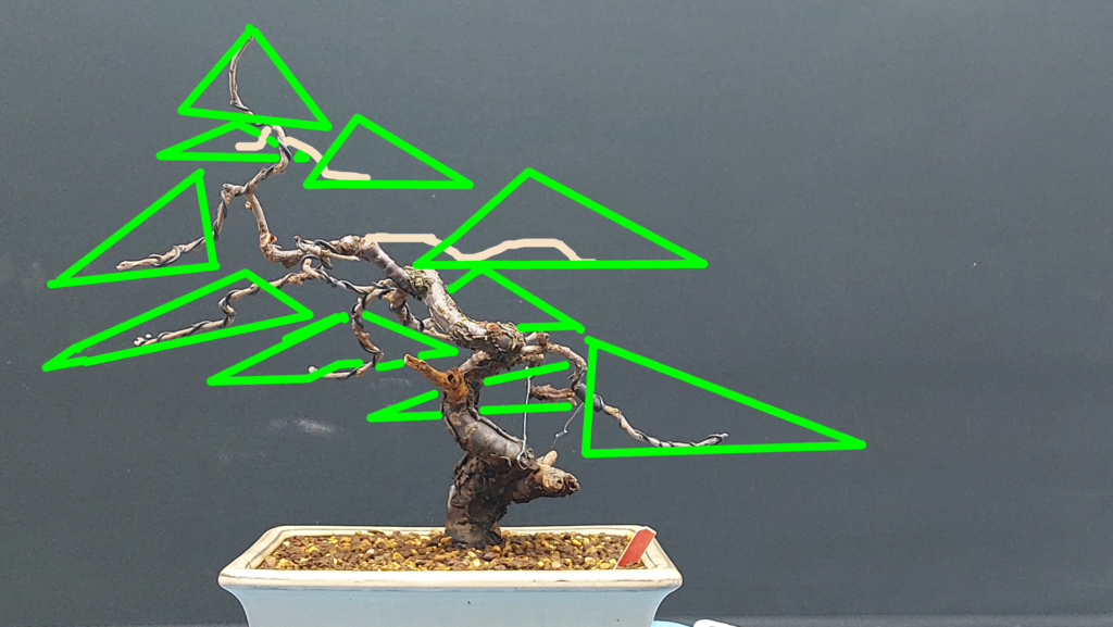 Prunus Tomentosa - Vivero - Enero 2020 20220168