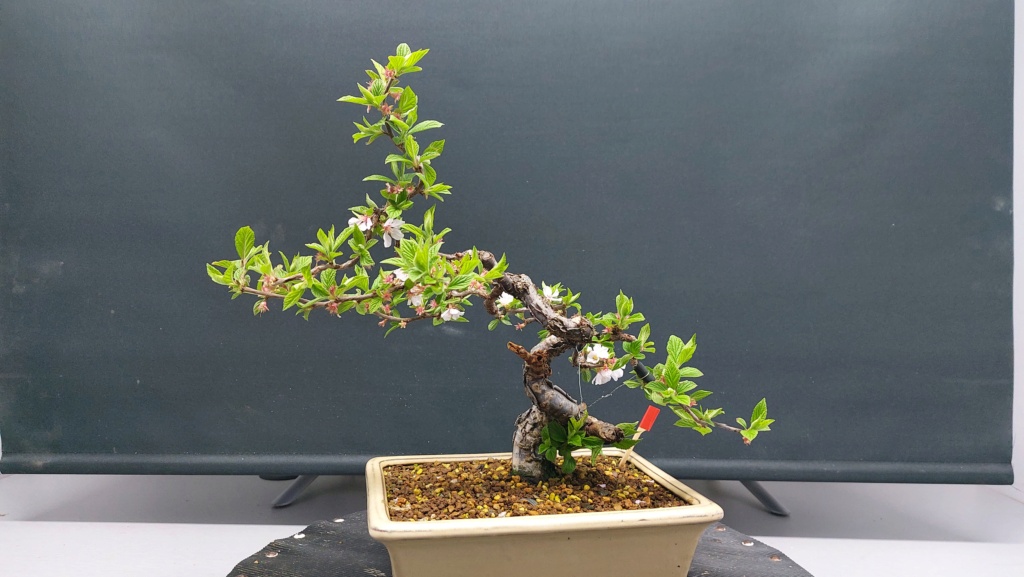 Prunus Tomentosa - Vivero - Enero 2020 20220661