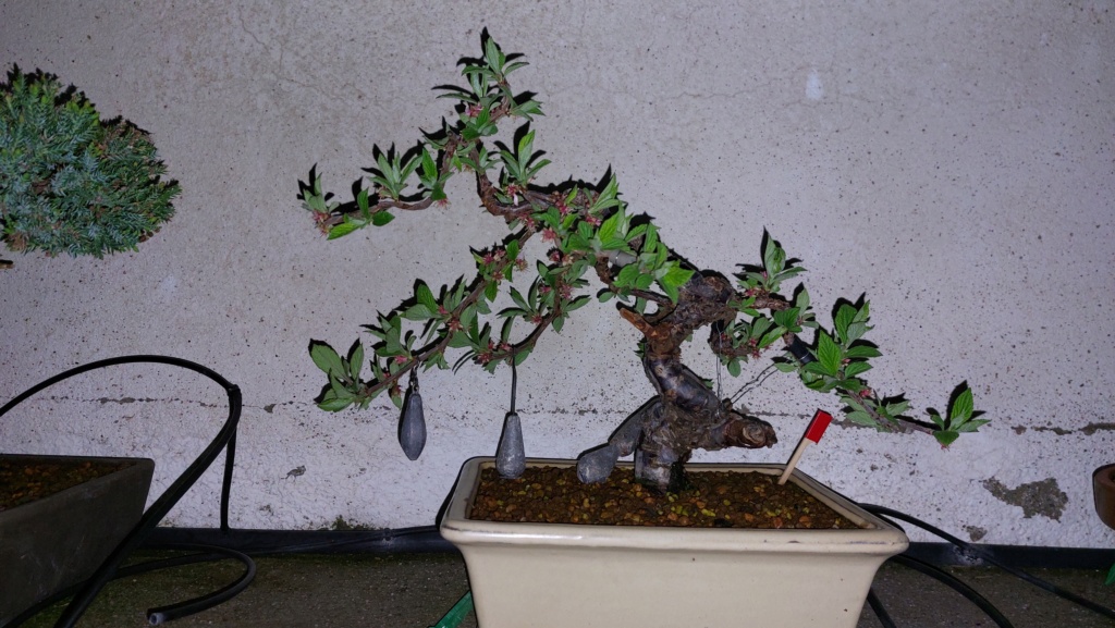 Prunus Tomentosa - Vivero - Enero 2020 20220663