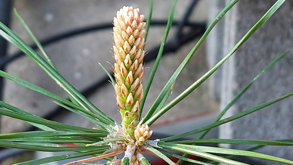 Pinus Thunbergii - YAMAYORI - Semilla - Febrero 2022 - RIP 20220887