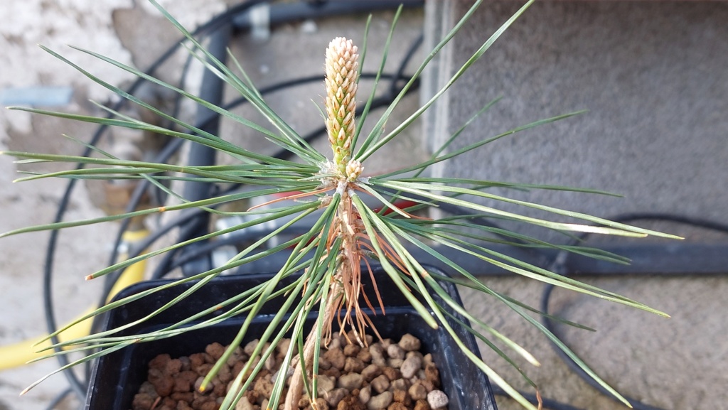 Pinus Thunbergii - YAMAYORI - Semilla - Febrero 2022 - RIP 20220888