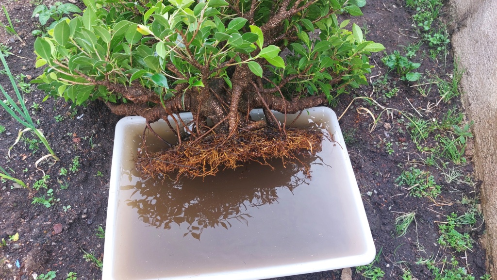 Ficus Tiger Bark - BANYAN - Vivero - Marzo 2014 20221069