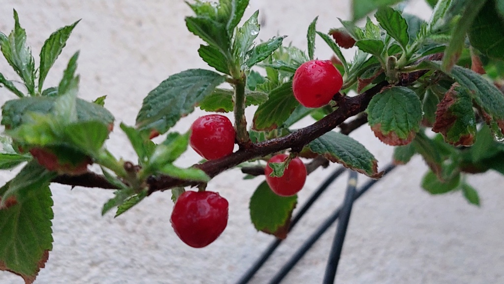 Prunus Tomentosa - Vivero - Enero 2020 20221110