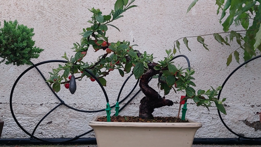 Prunus Tomentosa - Vivero - Enero 2020 20221114