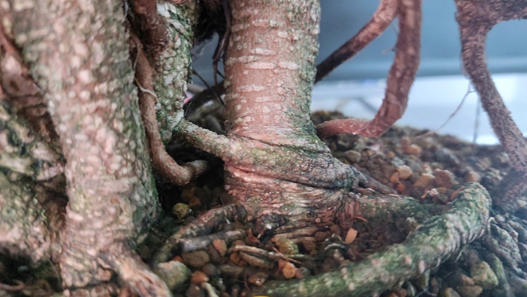 Ficus Tiger Bark - BANYAN - Vivero - Marzo 2014 20221586