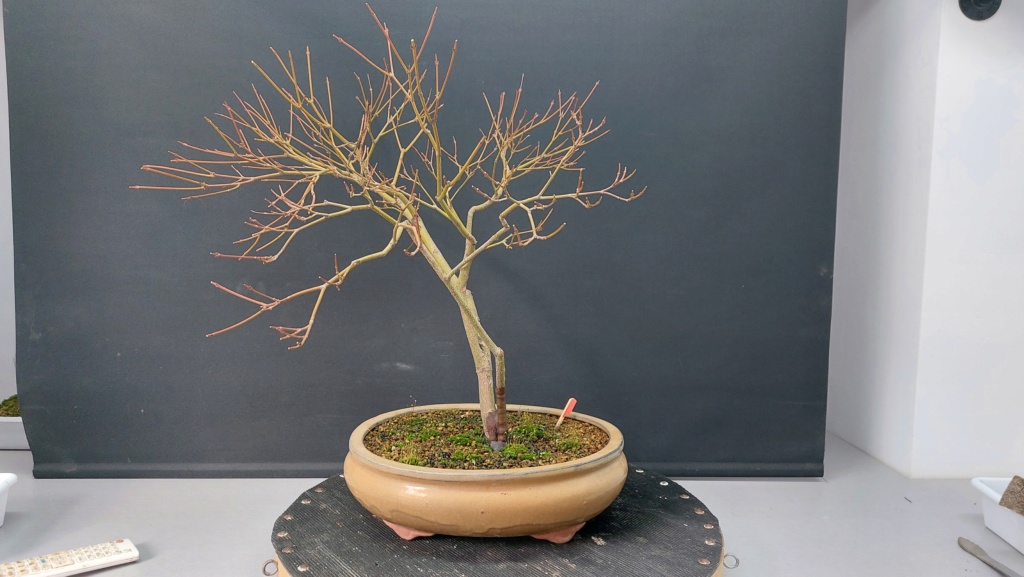 Acer Palmatum Dissectum - Regalado - Diciembre 2020 20221911