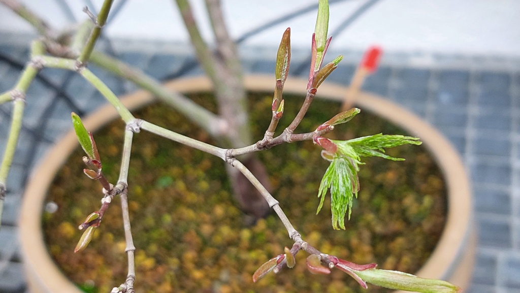 Acer Palmatum Dissectum - Regalado - Diciembre 2020 20221916