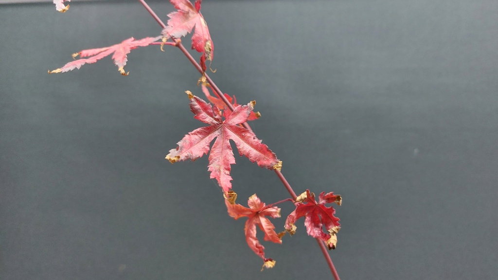 Acer Palmatum Autumn Glory - Regalado - Septiembre 2020 20222018