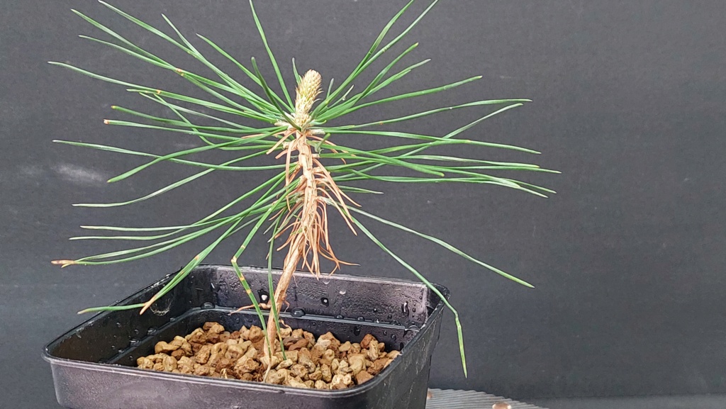 Pinus Thunbergii - Semilla - Primavera 2021 20222136