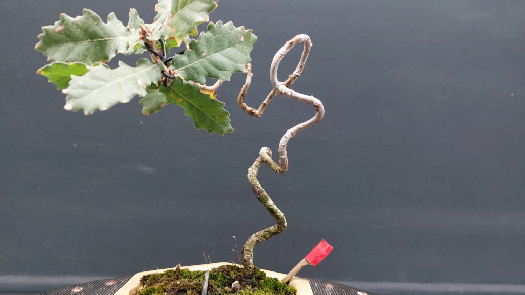 Roble - BUNJIN - Yamadori - Noviembre 2018 20230121