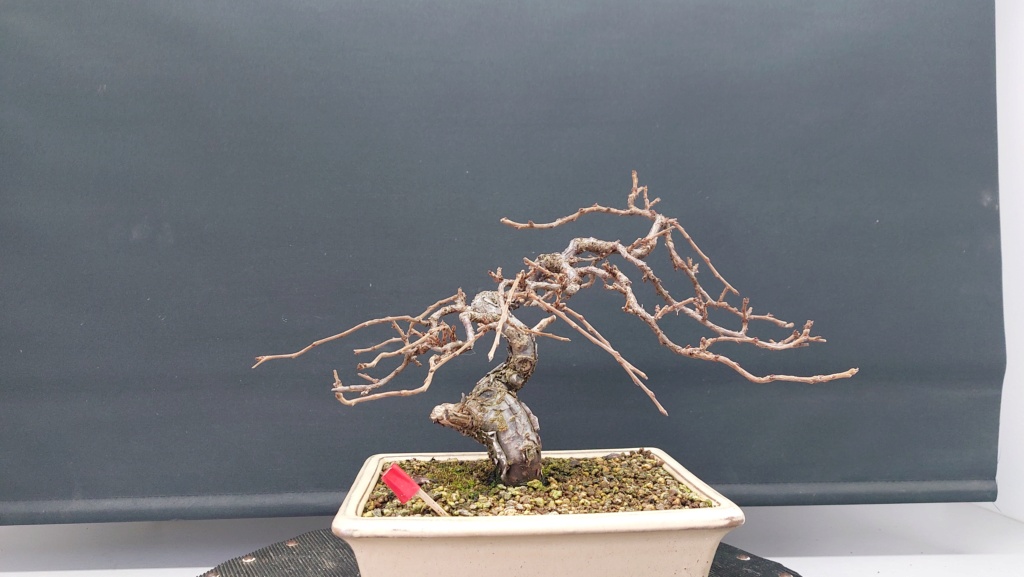 Prunus Tomentosa - Vivero - Enero 2020 20230133