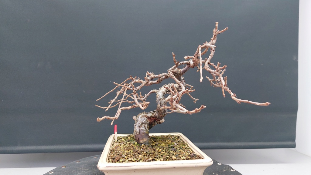 Prunus Tomentosa - Vivero - Enero 2020 20230134