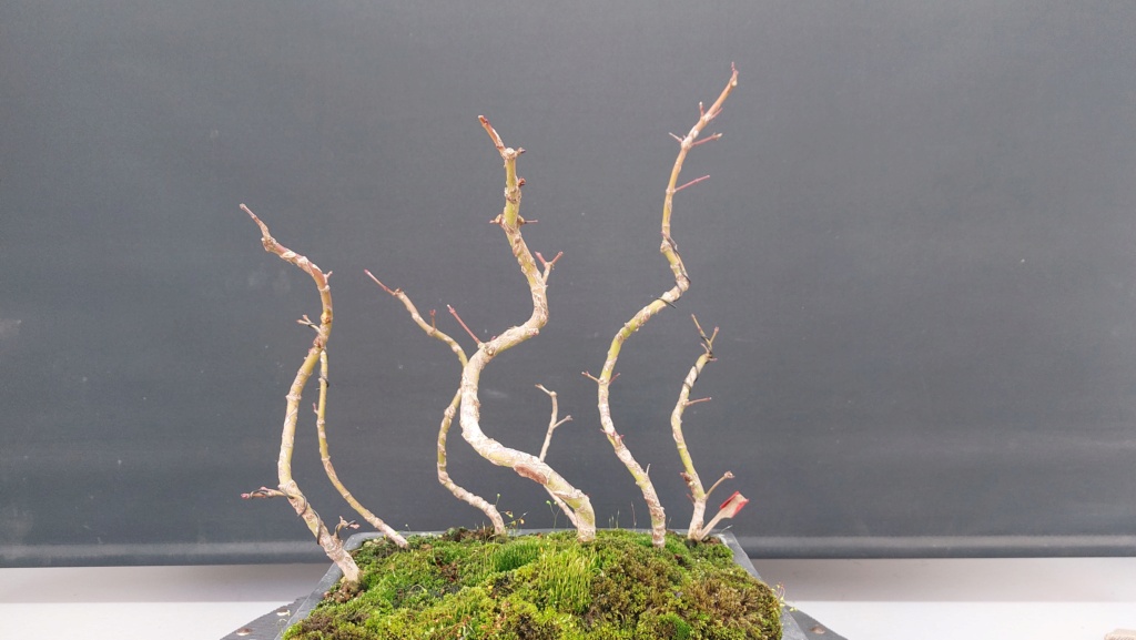 Acer Palmatum Arakawa - Semilla - SISHIKAN - Primavera 2020 20230193