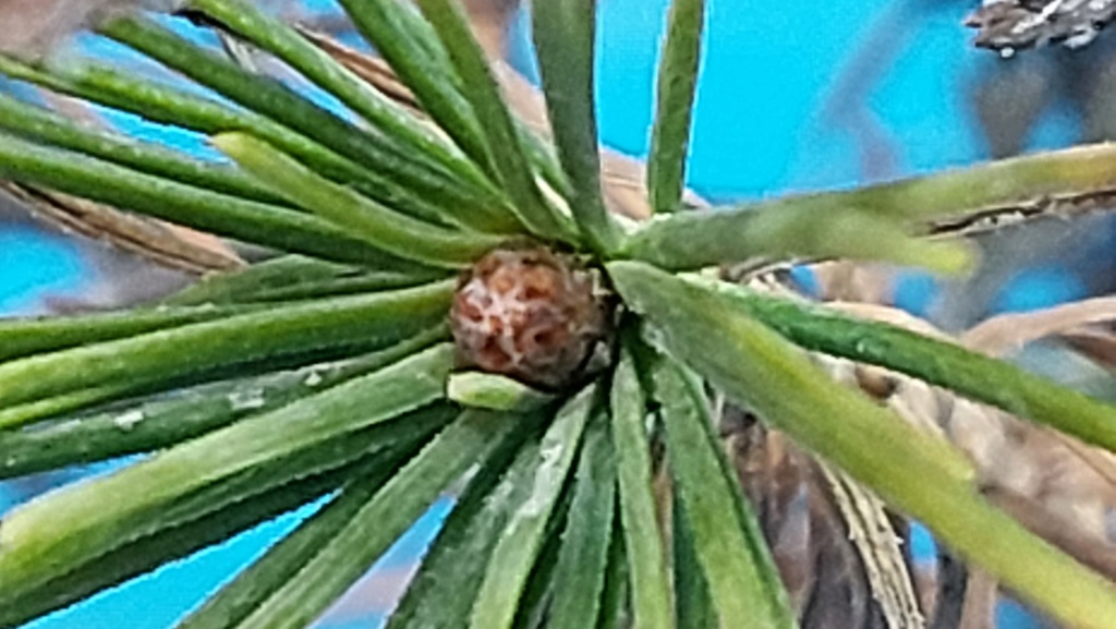 Pinus Thunbergii - YAMAYORI - Semilla - Febrero 2022 - RIP 20230596