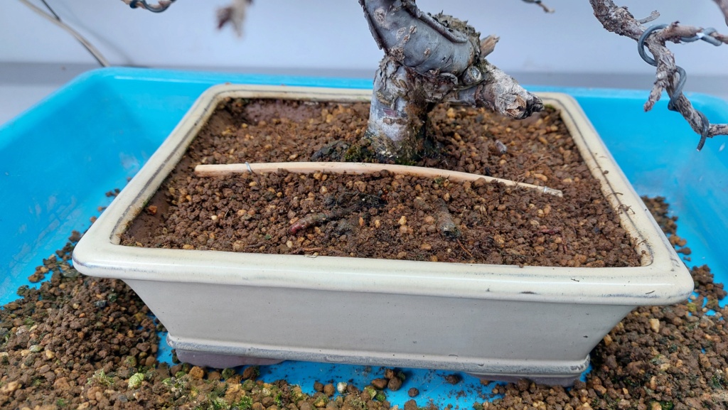 Prunus Tomentosa - Vivero - Enero 2020 20230807